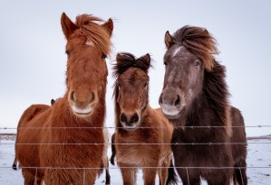 Three Amigos